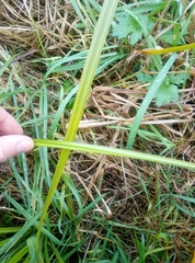 Carex geminata