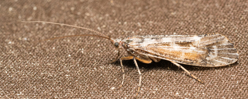 iNaturalist observation photo of Lenarchus
