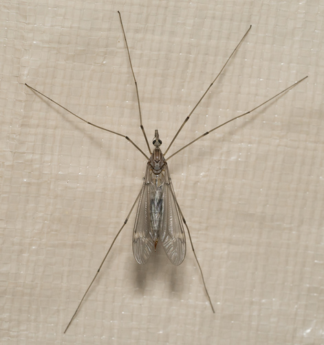 iNaturalist observation photo of Common Crane Flies