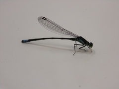Ischnura damula
