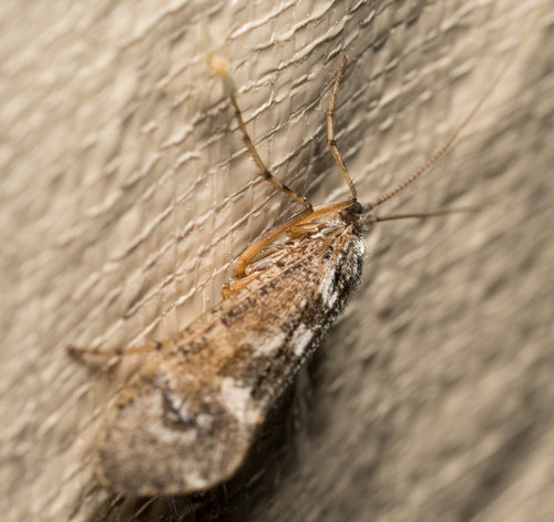 iNaturalist observation photo of Lenarchus
