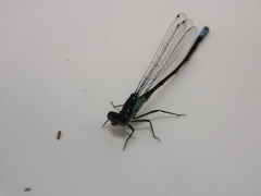 Ischnura damula