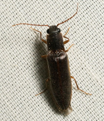 iNaturalist observation photo of Click Beetles