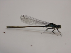 Ischnura damula