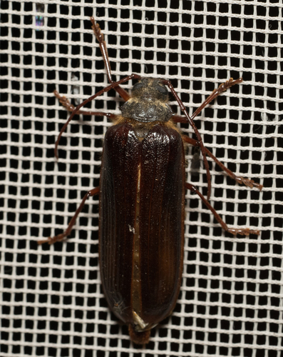iNaturalist observation photo of Hairy Pine Borer