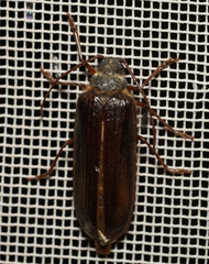 Tragosoma harrisii