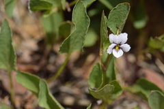 Viola cuneata