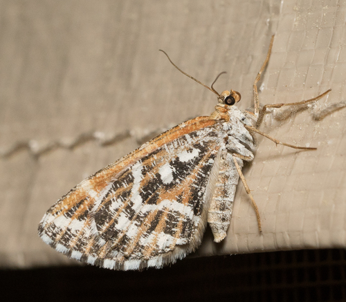 iNaturalist observation photo of Stamnodes marmorata