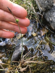 Carex concinna