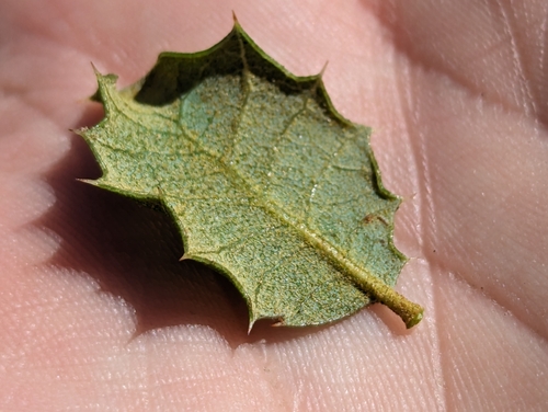 Quercus chrysolepis × palmeri