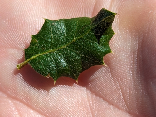Quercus chrysolepis × palmeri