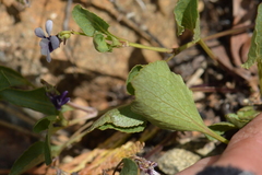 Viola cuneata