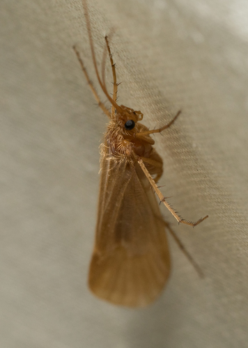 iNaturalist observation photo of Northern Caddisflies