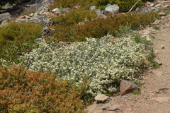 Ceanothus arcuatus