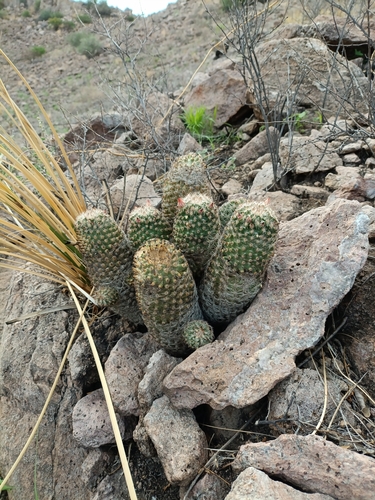 Pelecyphora chihuahuensis