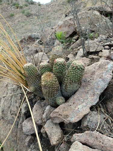 Pelecyphora chihuahuensis