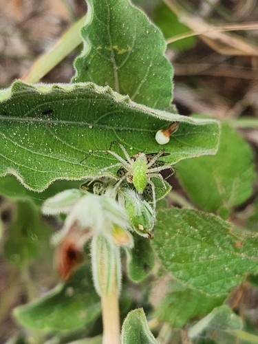 Lesser Green Lynx Spider photo 5