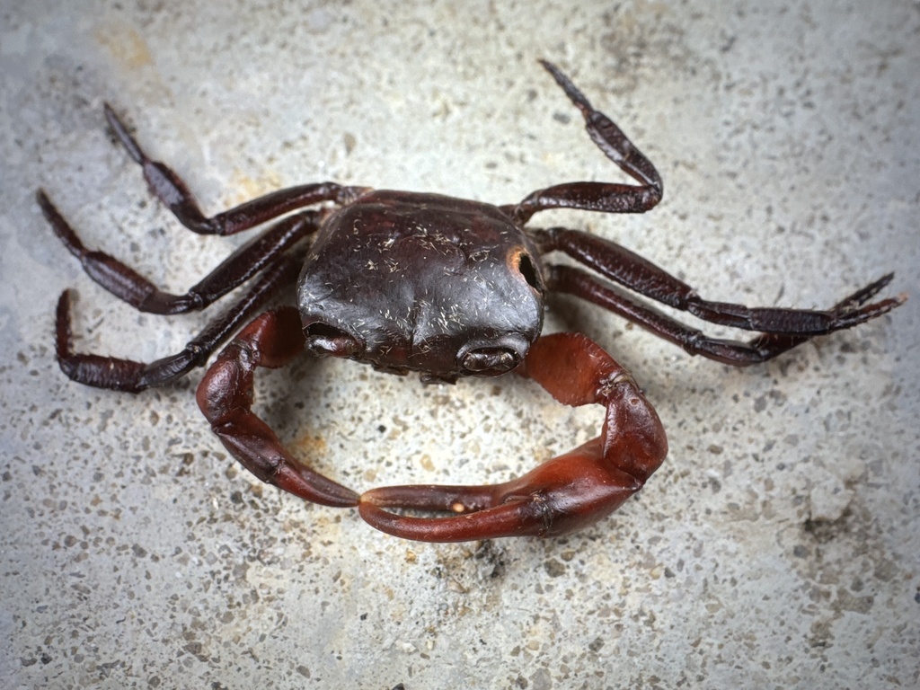 Phricotelphusa elegans