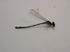 Ischnura verticalis