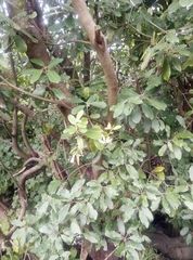 Pittosporum ralphii