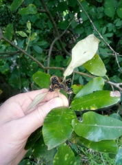 Pittosporum ralphii
