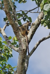 Dendrolagus lumholtzi