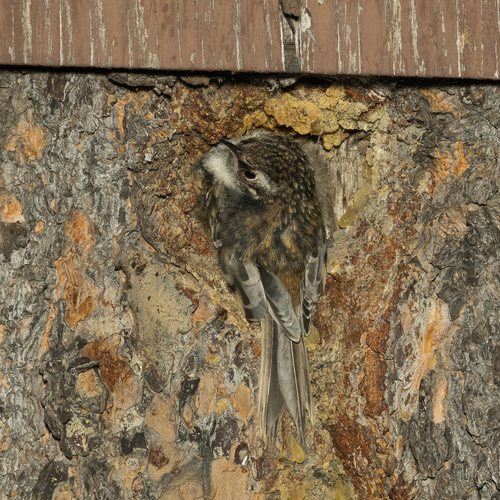 iNaturalist observation photo of Brown Creeper