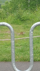 Poliocitellus franklinii