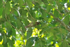 Xanthotis macleayanus