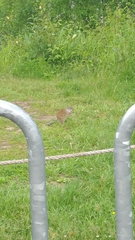 Poliocitellus franklinii