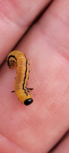 Striped alder sawfly photo 5