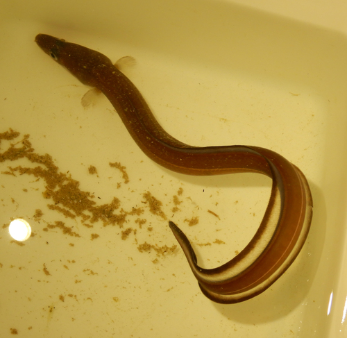 Ugor (Conger conger)