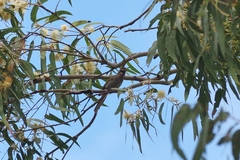 Bolemoreus frenatus