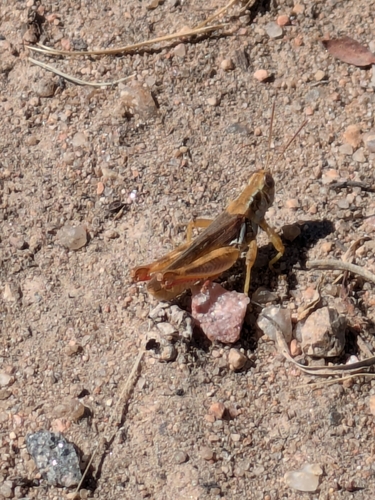 Narrow-winged Spur-throat Grasshopper photo 4