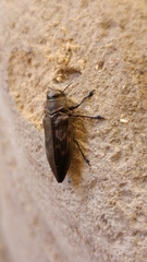Actenodes calcaratus