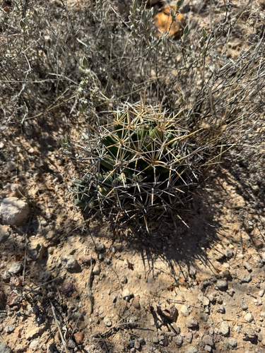 Coryphantha robustispina