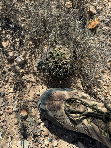 Coryphantha robustispina