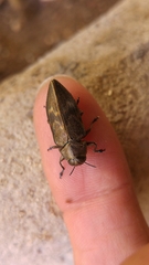 Actenodes calcaratus