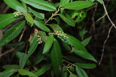 Croton phebalioides, photograph (c) Greg Tasney, some rights reserved (CC BY-SA)
