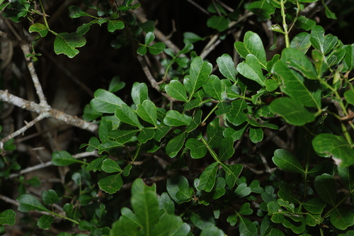 Image of Flindersia collina by (c) Greg Tasney, some rights reserved (CC BY-SA)
