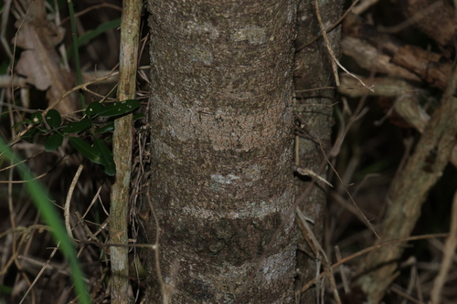 Image of Diospyros humilis by (c) Greg Tasney, some rights reserved (CC BY-SA)