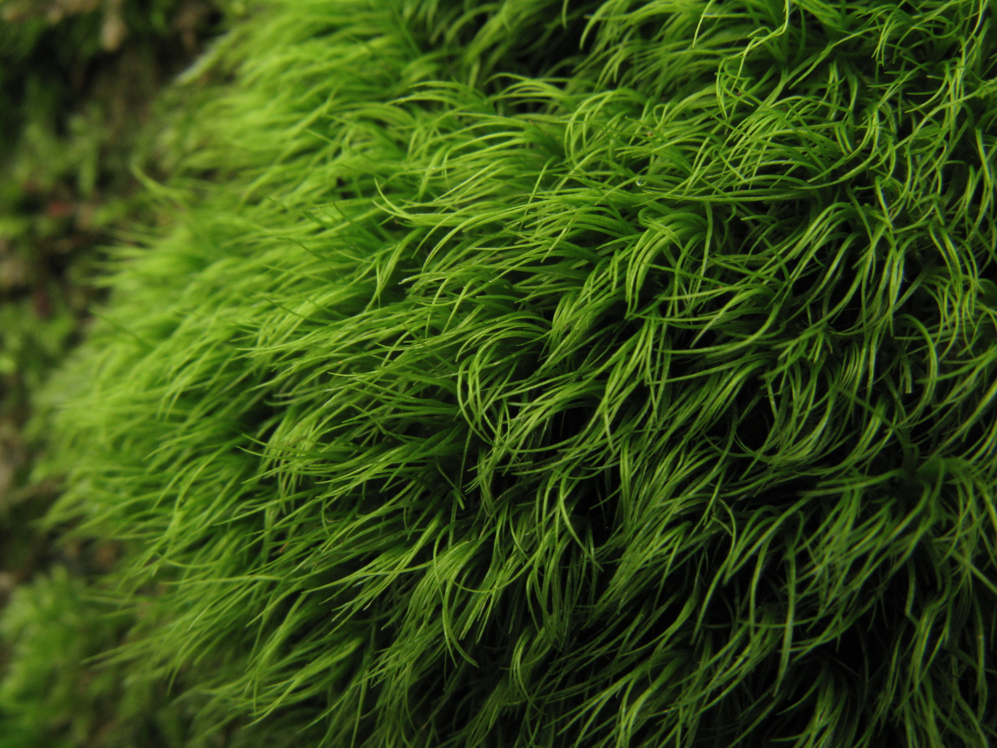 Paraleucobryum longifolium