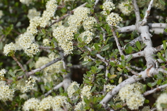 Ceanothus arcuatus