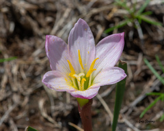 Zephyranthes concolor