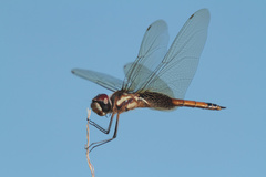 Tramea darwini