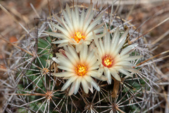Coryphantha clavata clavata