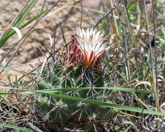 Coryphantha clavata clavata