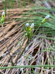 Gentiana douglasiana