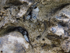 Echinolittorina angustior image