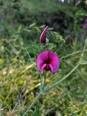 Lathyrus